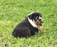 Boy 1- KOSTYK LITTER , a male English Bulldog for sale in Houston, TX – 7 of 10