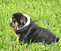Boy 1- KOSTYK LITTER , a male English Bulldog for sale in Houston, TX – 2 of 10