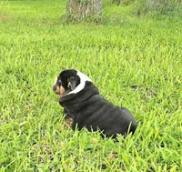 Boy 1- KOSTYK LITTER , a male English Bulldog for sale in Houston, TX – 9 of 10