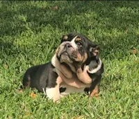 Boy 1, a male English Bulldog for sale in Houston, TX – Photo 3 of 10