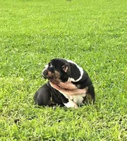 Boy 1- KOSTYK LITTER , a male English Bulldog for sale in Houston, TX – 8 of 10