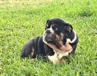Boy 1- KOSTYK LITTER , a male English Bulldog for sale in Houston, TX – 1 of 10
