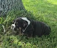 Boy 1, a male English Bulldog for sale in Houston, TX – Photo 8 of 10