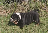 Boy 1, a male English Bulldog for sale in Houston, TX – Photo 7 of 10