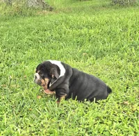 Boy 1- KOSTYK LITTER , a male English Bulldog for sale in Houston, TX – 6 of 10