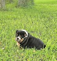 Boy 1- KOSTYK LITTER , a male English Bulldog for sale in Houston, TX – 4 of 10