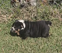 Boy 1, a male English Bulldog for sale in Houston, TX – Photo 2 of 10