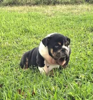 Boy 1- KOSTYK LITTER , a male English Bulldog for sale in Houston, TX – 5 of 10