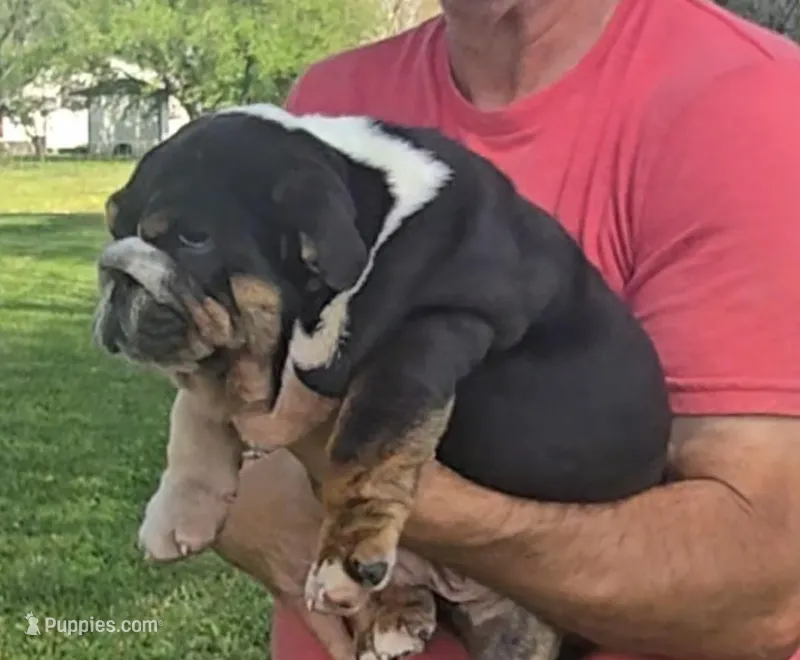 Boy 1 – English Bulldog puppy for sale in Houston, TX