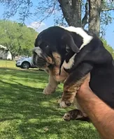 Boy 1, a male English Bulldog for sale in Houston, TX – Photo 10 of 10