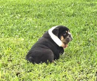 Boy 1- KOSTYK LITTER , a male English Bulldog for sale in Houston, TX – 10 of 10