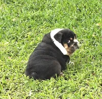 Boy 1- KOSTYK LITTER , a male English Bulldog for sale in Houston, TX – 3 of 10