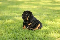 Boy 1 - JOHNNY UTAH LITTER , a male English Bulldog for sale in Houston, TX – 4 of 6