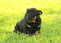 Boy 1 - JOHNNY UTAH LITTER , a male English Bulldog for sale in Houston, TX – 6 of 6
