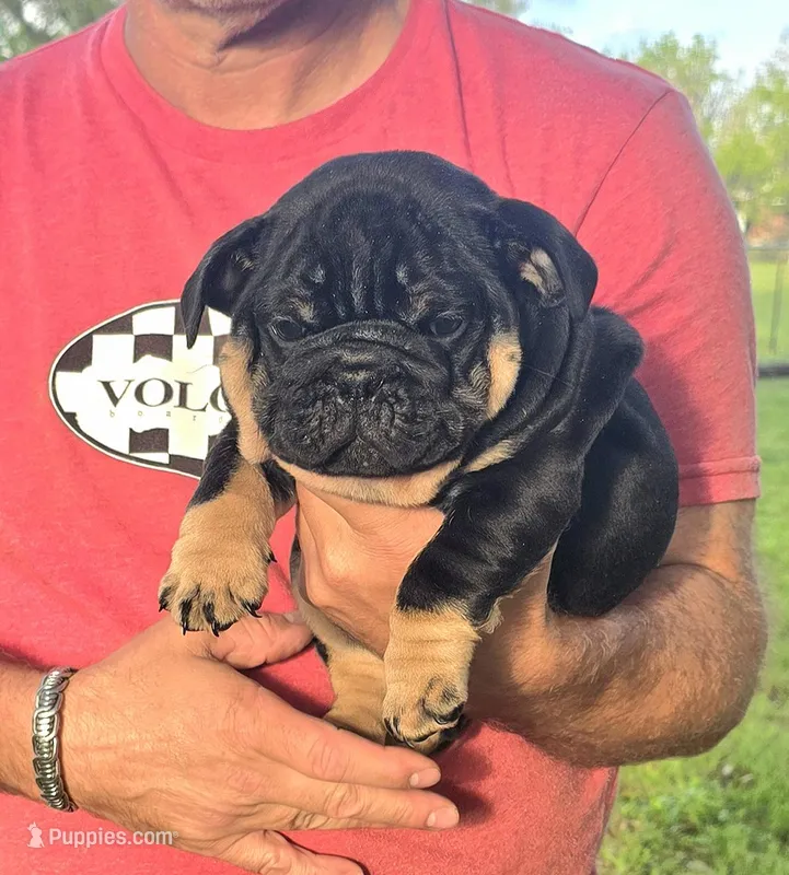 Boy 1 – English Bulldog puppy for sale in Houston, TX
