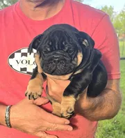 Boy 1, a male English Bulldog for sale in Houston, TX – Photo 1 of 4