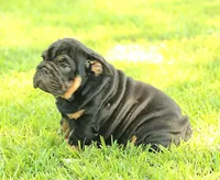 Boy 1 - JOHNNY UTAH LITTER , a male English Bulldog for sale in Houston, TX – 5 of 6