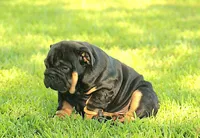 Boy 1 - JOHNNY UTAH LITTER , a male English Bulldog for sale in Houston, TX – 2 of 6