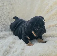 Boy 1, a male English Bulldog for sale in Houston, TX – Photo 4 of 4