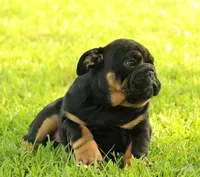 Boy 1 - JOHNNY UTAH LITTER , a male English Bulldog for sale in Houston, TX – 3 of 6
