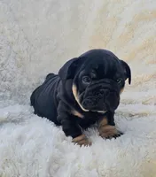 Boy 1, a male English Bulldog for sale in Houston, TX – Photo 3 of 4