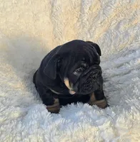 Boy 1, a male English Bulldog for sale in Houston, TX – Photo 2 of 4