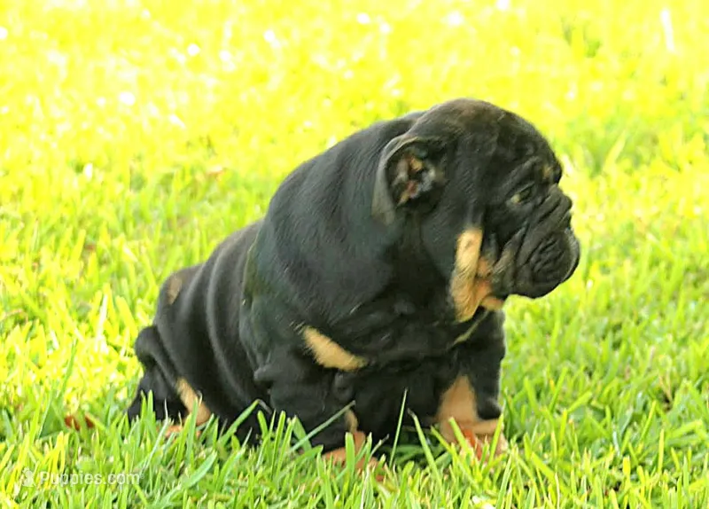 Boy 1 - JOHNNY UTAH LITTER  – English Bulldog puppy for sale in Houston, TX