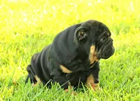 Boy 1 - JOHNNY UTAH LITTER , a male English Bulldog for sale in Houston, TX – 1 of 6