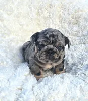 Girl 2, a female English Bulldog for sale in Houston, TX – Photo 3 of 5