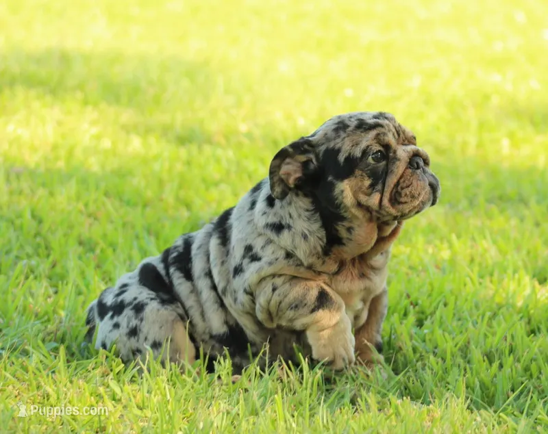 Girl 2 - JOHNNY UTAH LITTER  – English Bulldog puppy for sale in Houston, TX