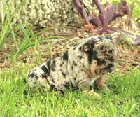 Girl 2 - JOHNNY UTAH LITTER , a female English Bulldog for sale in Houston, TX – 3 of 4