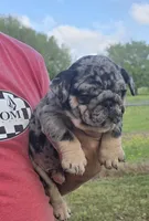 Girl 2, a female English Bulldog for sale in Houston, TX – Photo 2 of 5
