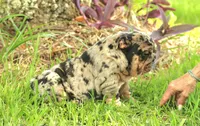 Girl 2 - JOHNNY UTAH LITTER , a female English Bulldog for sale in Houston, TX – 2 of 4