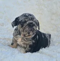 Girl 2, a female English Bulldog for sale in Houston, TX – Photo 1 of 5