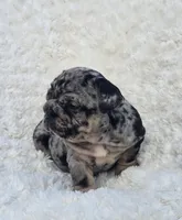 Girl 2, a female English Bulldog for sale in Houston, TX – Photo 5 of 5