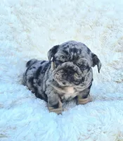 Girl 2, a female English Bulldog for sale in Houston, TX – Photo 4 of 5