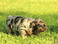 Girl 2 - JOHNNY UTAH LITTER , a female English Bulldog for sale in Houston, TX – 4 of 4