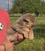 Girl 3, a female English Bulldog for sale in Houston, TX – Photo 3 of 5