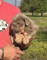 Girl 3, a female English Bulldog for sale in Houston, TX – Photo 2 of 5