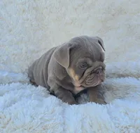 Girl 3, a female English Bulldog for sale in Houston, TX – Photo 4 of 5