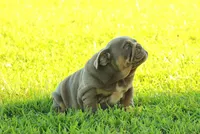Girl 3 - JOHNNY UTAH LITTER , a female English Bulldog for sale in Houston, TX – 2 of 3