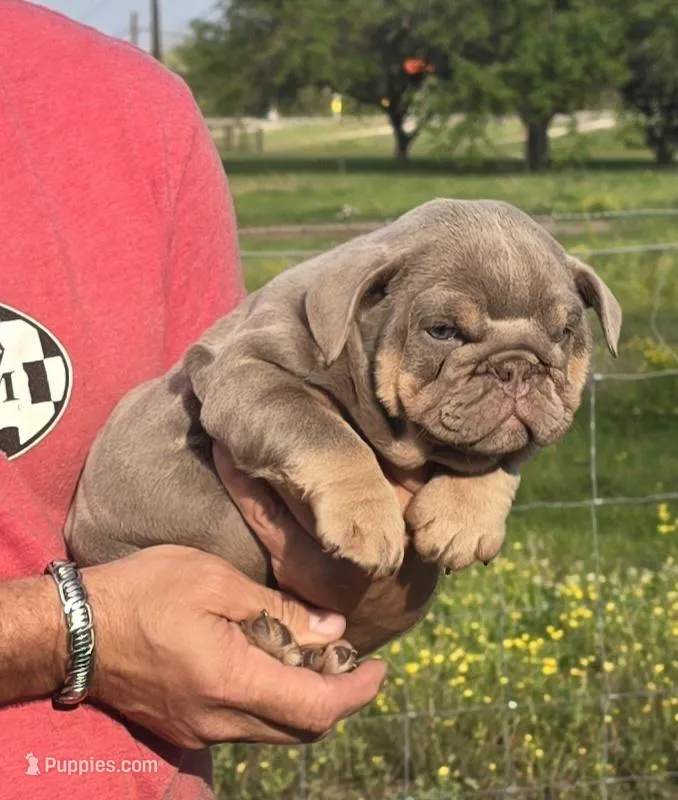 Girl 3 – English Bulldog puppy for sale in Houston, TX