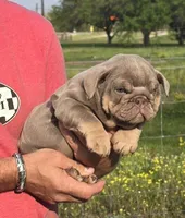 Girl 3, a female English Bulldog for sale in Houston, TX – Photo 1 of 5