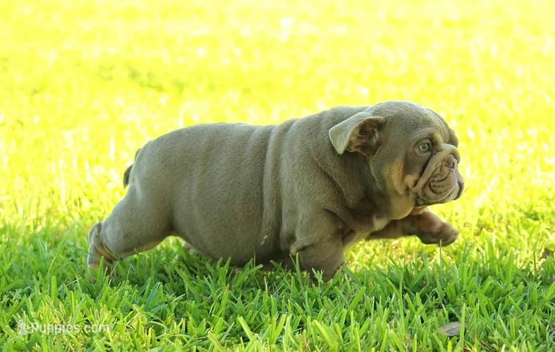 Girl 3 - JOHNNY UTAH LITTER  – English Bulldog puppy for sale in Houston, TX