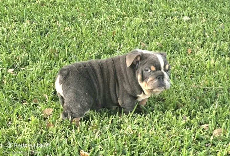 Boy 2 – English Bulldog puppy for sale in Houston, TX