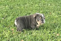 Boy 2, a male English Bulldog for sale in Houston, TX – Photo 1 of 4