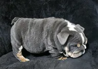 Boy 2, a male English Bulldog for sale in Houston, TX – Photo 4 of 4