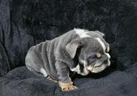 Boy 2, a male English Bulldog for sale in Houston, TX – Photo 3 of 4