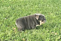 Boy 2, a male English Bulldog for sale in Houston, TX – Photo 2 of 4