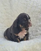 Girl 1, a female English Bulldog for sale in Houston, TX – Photo 4 of 5